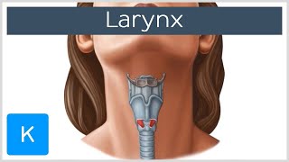 Larynx  Membranes ligaments and muscles  Human Anatomy  Kenhub [upl. by Penny]