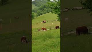 Bosnian Rancher [upl. by Flanders]