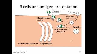 Immunology Lecture 16 MHC Class II Antigen Processing and Presentation [upl. by Morra]