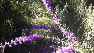 Butterflies on Liatris aspera [upl. by Leanatan71]