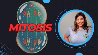 Cell cycle  Mitosis [upl. by Peta]