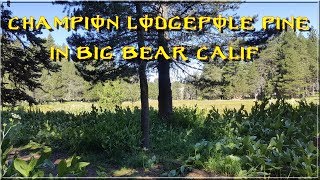 Hiking to champion lodgepole pine [upl. by Yttam]