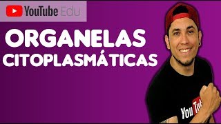 Organelas do Citoplasma Mitocôndria Retículo Complexo de Golgi Lisossomos  Prof Patrick Gomes [upl. by Alul]