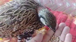 MashaAllah the pheasants children will grow up and father Singing has a very powerful voice [upl. by Bahner712]