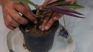 Tradescantia Spathacea cutting we got from the mother Plant [upl. by Hawley]