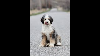 Jesse Trained Mini Bernedoodle [upl. by Donata705]