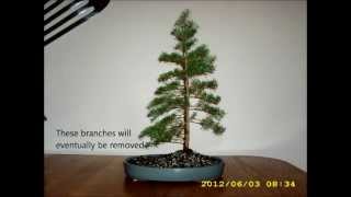 From Nursery to Bonsai  Mountain Hemlock [upl. by Mich]