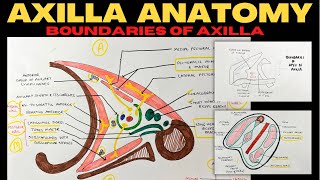 Axilla Anatomy 12  Boundaries of Axilla  Upper Limb Anatomy [upl. by Nnylaf]