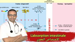 Le système digestif  labsorption intestinale [upl. by Decca]