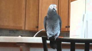 Timneh African Grey Song amp Dance [upl. by Pawsner860]