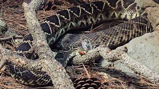 La Serpiente de cascabel Sydney Australia [upl. by Ianaj]