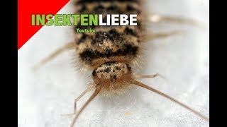 ❌Ofenfischchen Thermobia domestica erfolgreich züchten [upl. by Hannahc]