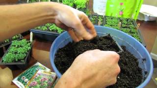 TRG 2016 The OverSeeding Approach To Garden Herbs An Oregano Example [upl. by Kristo]