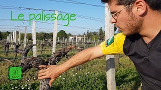 Ma Vie de Vigneron  Le Palissage [upl. by Danice382]