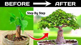 Bonsai Making From Branch cutting ⏲️  36 Years Timelapse ⏲️ [upl. by Dleifniw640]