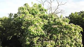 Beautiful Catalpa Tree [upl. by Lig]