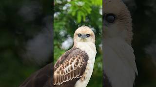 Power of the Nikon Z8 Camera and lens birdphotography shortsvideo nature Birds video wildlife [upl. by Elbam]