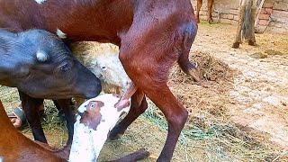 goat baby feeding milk latest video 🤩 [upl. by Kaenel497]