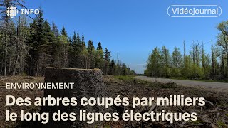 Des coupes darbres sur 205 km sous les lignes électriques  Vidéojournal [upl. by Lotte]