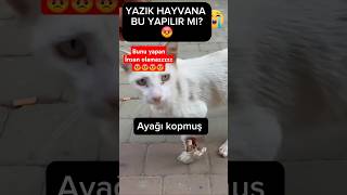 Bunu Yapan İNSAN OLAMAZ ❌ ŞREFSİZ 😡 şuan çok sinirliyim 😭 kedi [upl. by Ativel]