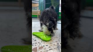 Mini Schnauzer Puppy on Licky Mat schnauzer schnauzers schnauzermini schnauzerpuppy dogasmr [upl. by Yroger499]