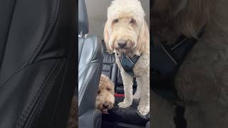 Simba amp Prince reminiscing in the car 🚗 dogs dogsday fyp dogshorts dogsofyoutube [upl. by Edda]