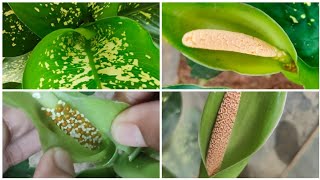 Dieffenbachia seguine inflorescencedumb cane inflorescence spadix [upl. by Naejeillib541]