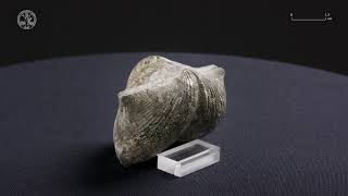 Brachiopod 5  Fossil [upl. by Okim]