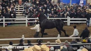 Trippcrest hitch mares sell at 2024 Gordyville Draft Horse Sale [upl. by Prouty]