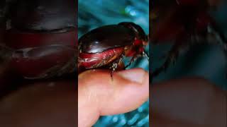 39 Male Rhino Beetle insects beetle [upl. by Drusie190]