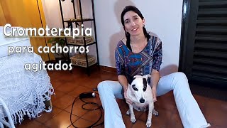 Cromoterapia como aplicar em cachorros agitados [upl. by Dona]