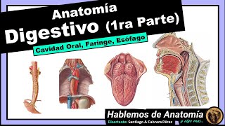 Anatomía  Digestivo 1ra Parte [upl. by Idona127]