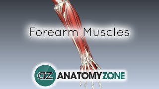 Forearm Muscles Part 1  Anterior Flexor Compartment  Anatomy Tutorial [upl. by Silva]