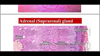 Practical endocrine Adrenal gland  histology [upl. by Stockmon]