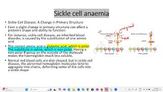 Sickle cell anemia apbiology ibbiology neetbiology genetics cbsebiology education [upl. by Nylyram]