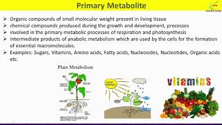 Primary and Secondary MetabolitesDifferences between Primary and Secondary Plant Metabolites [upl. by Eduj]