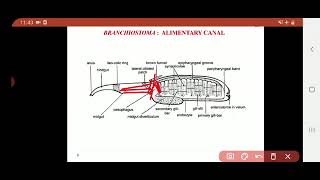 Subphylum Cephalochordata  Branchiostoma  Digestive system [upl. by Moclam]