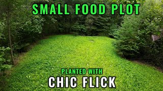 Food Plot Planted with Clover and Chicory [upl. by Romelda]