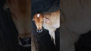 Cow baby se मिलने आए shortvideo [upl. by Yentyrb252]