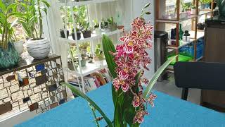 cattleya odontoglossum airplant in bloom [upl. by Betteanne513]