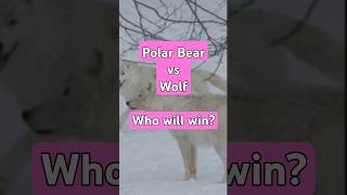 Arctic Showdown Polar Bear Vs Wolf wolf polarbear [upl. by Isis324]