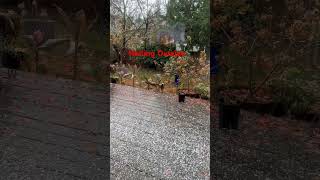 Hailing Outside ice rain hailstorm cold teampalaboy [upl. by Dwane]