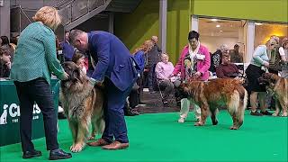 Leonberger Open Female Class Crufts 24 [upl. by Estevan]