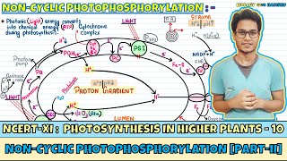 Photosynthesis in Higher Plants Lec 10 NonCyclic PhotophosphorylationII Class 11 NEET Harishu [upl. by Eladnor]