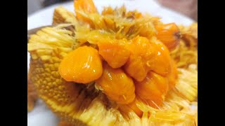 Amazing Wild Jackfruit [upl. by Anohsal356]