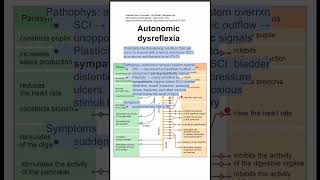 Autonomic dysreflexia [upl. by Lyrak]