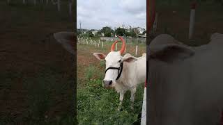 Ox seen in Ranjangaon animal [upl. by Neilla]