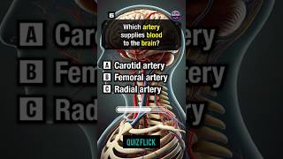 Anatomy and physiology Quiz part 350shortsquiz [upl. by Terza626]