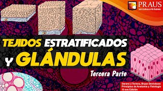 TEJIDOS EPITELIALES ESTRATIFICADOS [upl. by Annaeel]