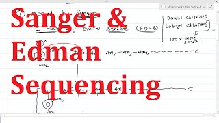 13 Protein Sequencing Step 3  Sanger amp Edman Sequencing  Determination of N terminal Amino acid [upl. by Anetsirk]